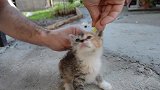 掐住猫咪命运的后劲，就如同点穴一般，这是为什么？