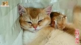 二猫相亲，母猫嫌公猫粗鲁躲柜下一宿，公猫当一宿保安别提多委屈