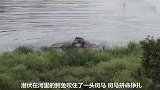 河马救斑马从鳄鱼嘴里逃脱，视频记录下整个过程