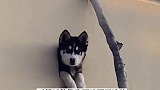 近日，山东济南。一则二哈钻进墙洞成为狗头监控的视频走红网络