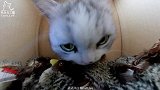 家里突现100只鸟，猫玩儿疯了，冲就完了！