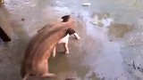家猪和野猪的尊严之战,赶紧结束,该吃饭了
