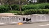 哈士奇：这个狗怎么比我还傻，不会跳过来