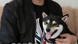犬猫不能吃的48种食物！
