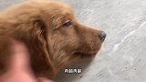 4个月大的金毛眼睛哭红了，毛孩子懂事主人心疼，我会爱你们一生