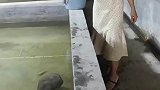 原来大倪真的可以长这么大