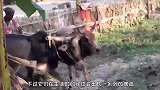 牛头上有一个大包，主人一针扎下去后！牛的反应出乎意料