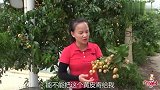 粉丝朋友想吃咱家黄皮，可惜不耐运输寄不了，9妹只能做成果酱送
