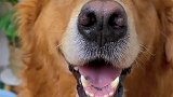 想要狗狗猫咪干净可爱，眼部清洁要做好