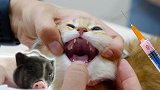 小猫打针被强行掰开嘴体检，还遇小猪打针嚎叫连连，直呼要回家！