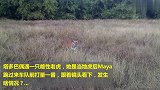 山路一只老虎卧在路中央，接下来一幕充满可爱！