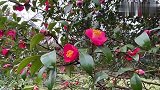 又是一年茶花开了。＃寻美中国＃