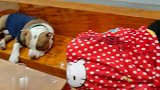 越南媳妇：阿银养的狗睡得可舒服了，在沙发上看电影然后入睡