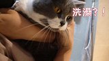一年半没洗澡的猫咪，刚开始极力反抗不进水池，最后却泡起澡来！