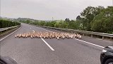 不速之客，一大群鸭子跑上了高速路，车上乘客一人抓两只！