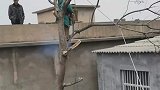 第一次见这么飒的女伐木工，男子拍摄女伐木工工作