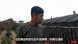 两栋犬舍，下雨天秋田犬、恶霸犬、德牧不听话，还是卡斯罗听话