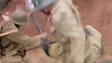 鬼子误入国军阵地，叽里呱啦说了一堆，结果一枪被干掉！