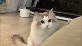 布偶猫：吃我一招，弹射起飞！