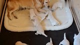 17天大金毛猎犬小奶狗，闻到了妈妈的味道！全部爬过去要奶喝