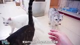 猫咪不止会奶音卖萌还能化身为拆家哈士奇,养猫之前你准备好了吗