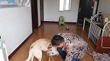 拉布拉多和金毛争风吃醋，求抱抱的样子好可爱，但吃上面又很跋扈