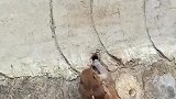 小猴卡在半坡上不去，爸爸见状上前解救
