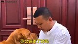 主人老加班，金毛心疼主人，偷偷弄了牛肉面给主人送到公司，感人