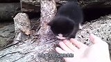 男子偶遇一只流浪猫，猫咪探出脑袋走向男子，男子举动令人感动