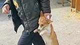 无奈的眼神。柯基犬被抓了