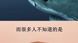 关于鲸鲨你不知道的冷知识