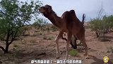 爆笑!食槽竟然在动吓得骆驼拔腿就跑