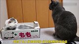 主人偏爱花猫懈怠黑猫，愤怒的黑猫打了花猫一顿