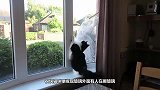 窗外有人在擦玻璃，于是小猫上前，滑稽的一幕发生了，太搞笑了！