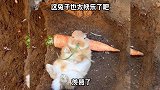 这兔子也太快乐了，羡慕
