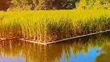 漂浮水稻种植技术！中国有大量水域面积，将会是新的农业模式！