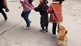 狗狗和孩子一起玩老鹰捉小鸡，经常主动加入孩子的游戏