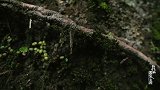 我们的国家公园｜海南角螳，中国唯一的角螳属