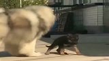 阿拉斯加遇到德牧犬，觉得自己是个猛犬，非要挡住小奶狗去路