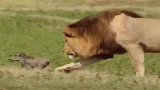 小野猪没有成为大狮子口中餐，从猎食到暖心，眼睛里透着一切
