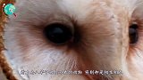 狮子被毒蛇咬中，下一秒瞬间陷入了癫狂，过程让人揪心