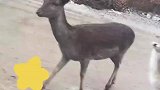 女子用胡萝卜喂梅花鹿，不料半路被“大头”截胡