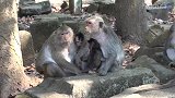 达克斯和小伙伴嬉戏打闹，猴妈妈：玩吧，这是童年拥有的样子！