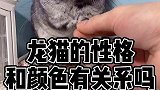 龙猫的性格和颜色有关系么