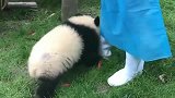 熊猫：只要奶妈摸摸我的头，烦恼全部扫走了！