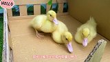 小猴子比比帮助鸭妈妈照顾小鸭子，做饭游泳一个不落