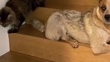 猫：趁着它不注意，悄悄走下来