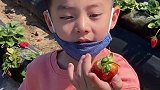 路边的野花不要采 农场的草莓可以摘！！田园生活 家有萌娃 美国
