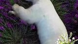 无人机飞行员不经意间拍到做梦的熊，沉睡在花海之中