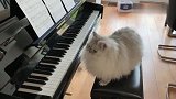 猫咪学主人弹钢琴，有模有样的边看琴谱边弹，有艺术细胞的猫咪